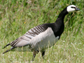 Barnacle Goose